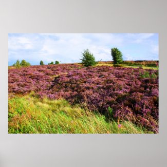 Pink heather in Peak District, UK Print
