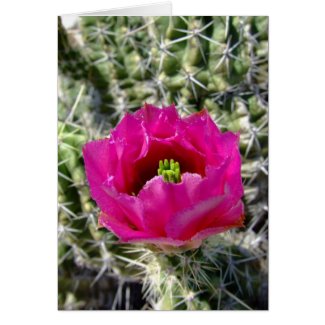 Pink hedgehog cactus flower collection greeting card