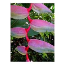 Pink Heliconia Posters