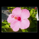 Pink Hibiscus Blank Card
