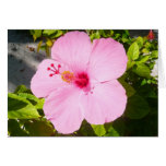 Pink Hibiscus Blank Card