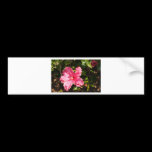 Pink hibiscus bumper stickers