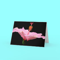 Pink Hibiscus cards by Artists4God Pink Hibiscus cards