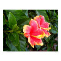 Pink hibiscus, evergreen and of delicate beauty posters