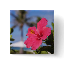 Pink hibiscus flower