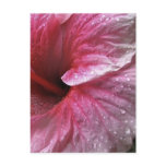 Pink Hibiscus Flower Postcard