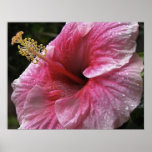 Pink Hibiscus Flower Poster