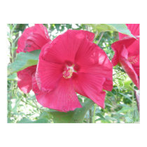 Pink Hibiscus Flower Poster Print posters