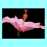 Pink Hibiscus cards