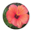 Pink Hibiscus magnets by zalia40 Pink Hibiscus magnets