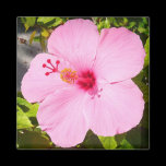 Pink Hibiscus Magnet
