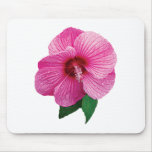 Pink Hibiscus Pink Hibiscus