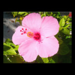 Pink Hibiscus Photo Print