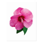 Pink Hibiscus Post Card