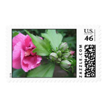 Pink Hibiscus postage