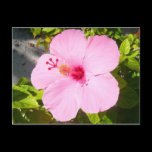 Pink Hibiscus Postcard