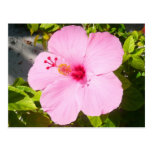Pink Hibiscus Postcard