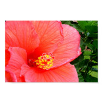 Pink Hibiscus posters by jst2001 Pink Hibiscus posters