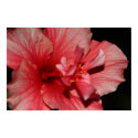 Pink Hibiscus posters