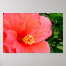 Pink Hibiscus Poster