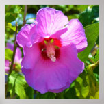 Pink Hibiscus Poster posters
