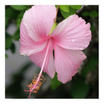 Pink Hibiscus Poster Print posters