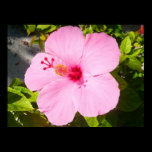 Pink Hibiscus Print
