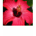 Pink Hibiscus t-shirts by djane85 Pink Hibiscus t-shirts