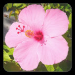 Pink Hibiscus Sticker