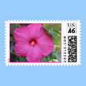 Pink Hibuscus postage