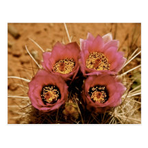 PINK HIGH DESERT SPRING FLOWERS POSTCARDS