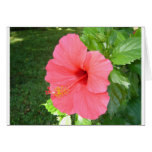 Pink Hisbiscus Flower Greeting Cards