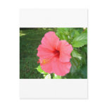 Pink Hisbiscus Flower Postcards