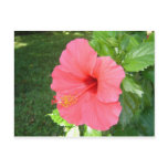 Pink Hisbiscus Flower Post Cards