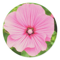 Pink Hollyhock stickers