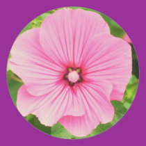 Pink Hollyhock stickers by ggbythebay Pink Hollyhock stickers
