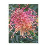 Pink Honey Suckle Post Cards