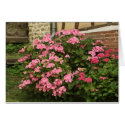 pink hortensia cards by heysje pink hortensia cards