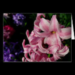 Pink Hyacinth Card