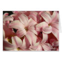 Pink Hyacinth cards by mlane53 Pink Hyacinth cards