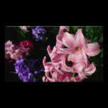 Pink Hyacinth Photo Print