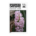 Pink Hyacinth Postage Stamp