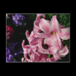 Pink Hyacinth Postcard