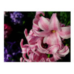 Pink Hyacinth Postcard