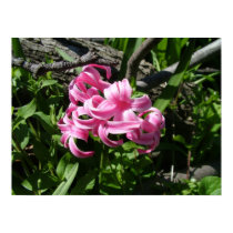 Pink Hyacinth Print