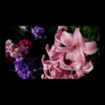 Pink Hyacinth Print