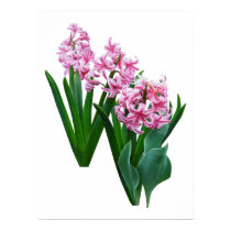Pink Hyacinths All in a Row posters