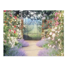 Pink Hybrid Rose-Lined Path To Gate, Underplanted Post Cards