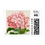 Pink Hydrangea Botanical Print - Stamp