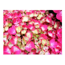 Pink Hydrangea Bouquet Post Card